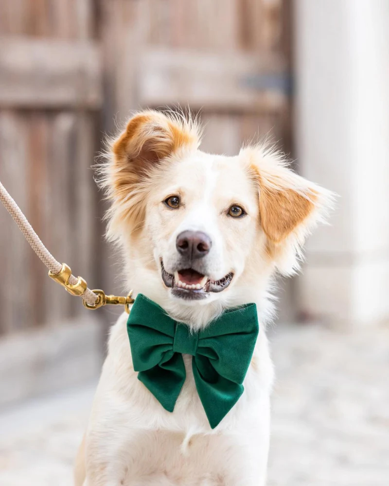 Forest Green Velvet Lady Dog Bow Tie (Made in the USA)