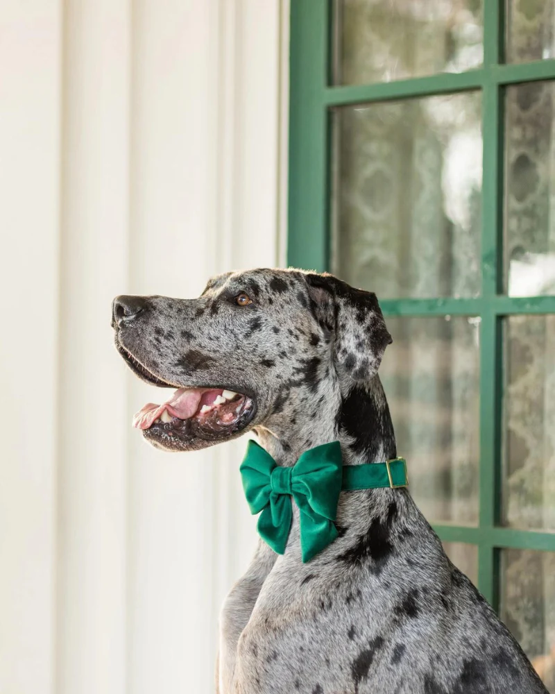 Forest Green Velvet Lady Dog Bow Tie (Made in the USA) - Image 2