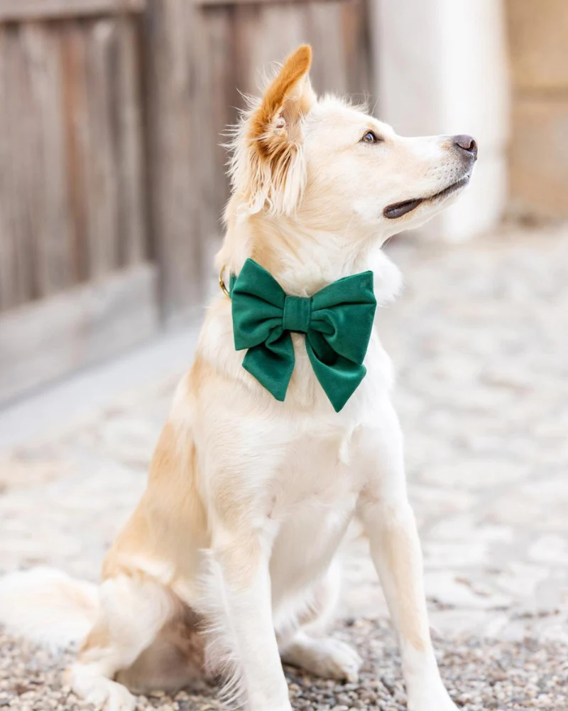Forest Green Velvet Lady Dog Bow Tie (Made in the USA) - Image 3