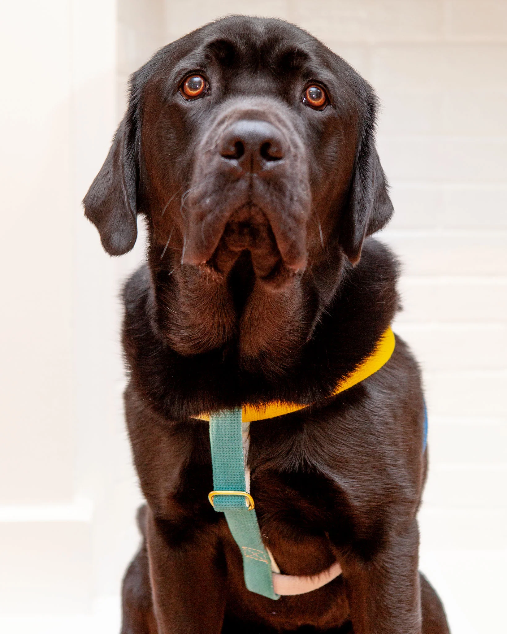 Cotton Webbing Harness in Dog & Co. Ombre - Image 2