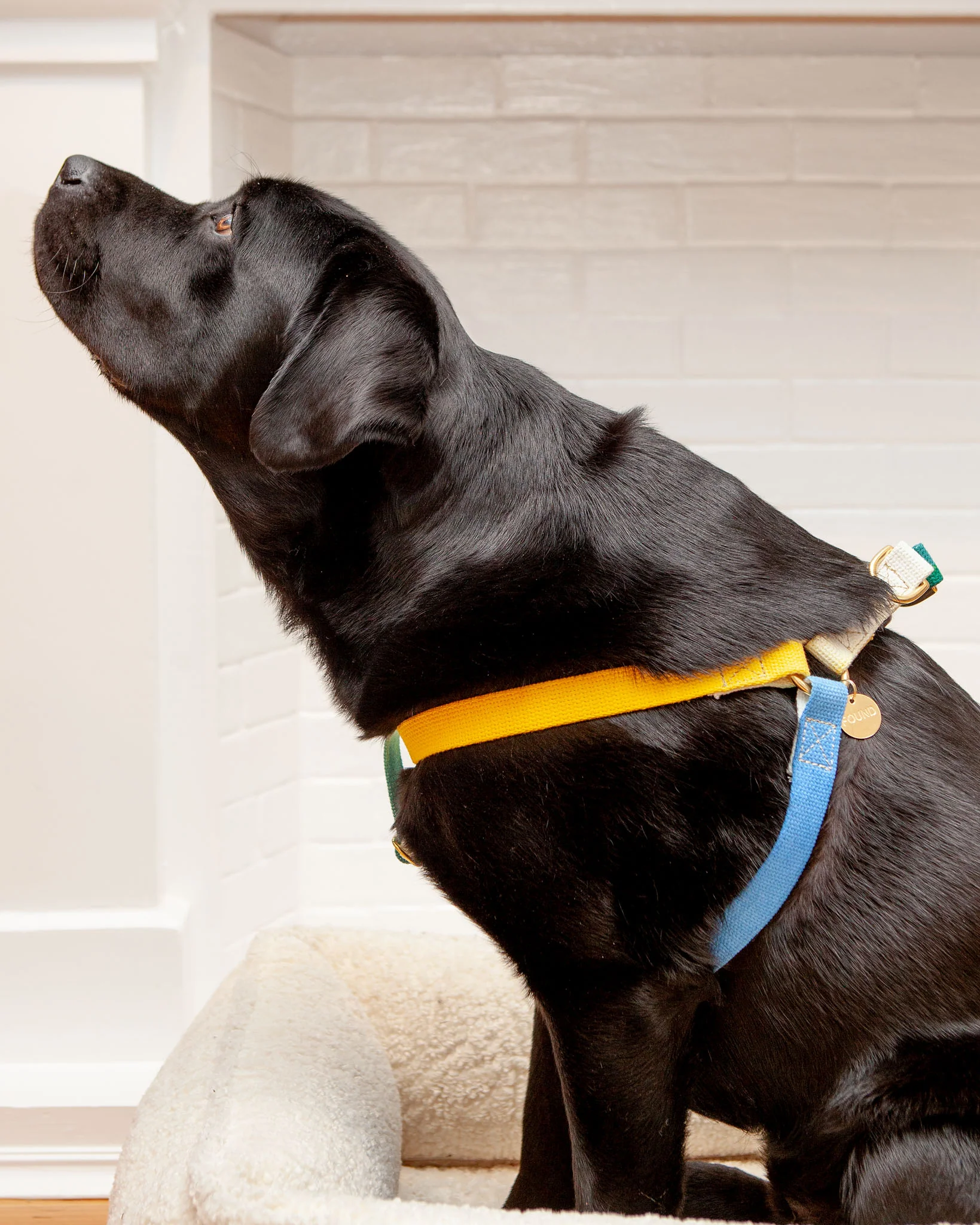 Cotton Webbing Harness in Dog & Co. Ombre - Image 3