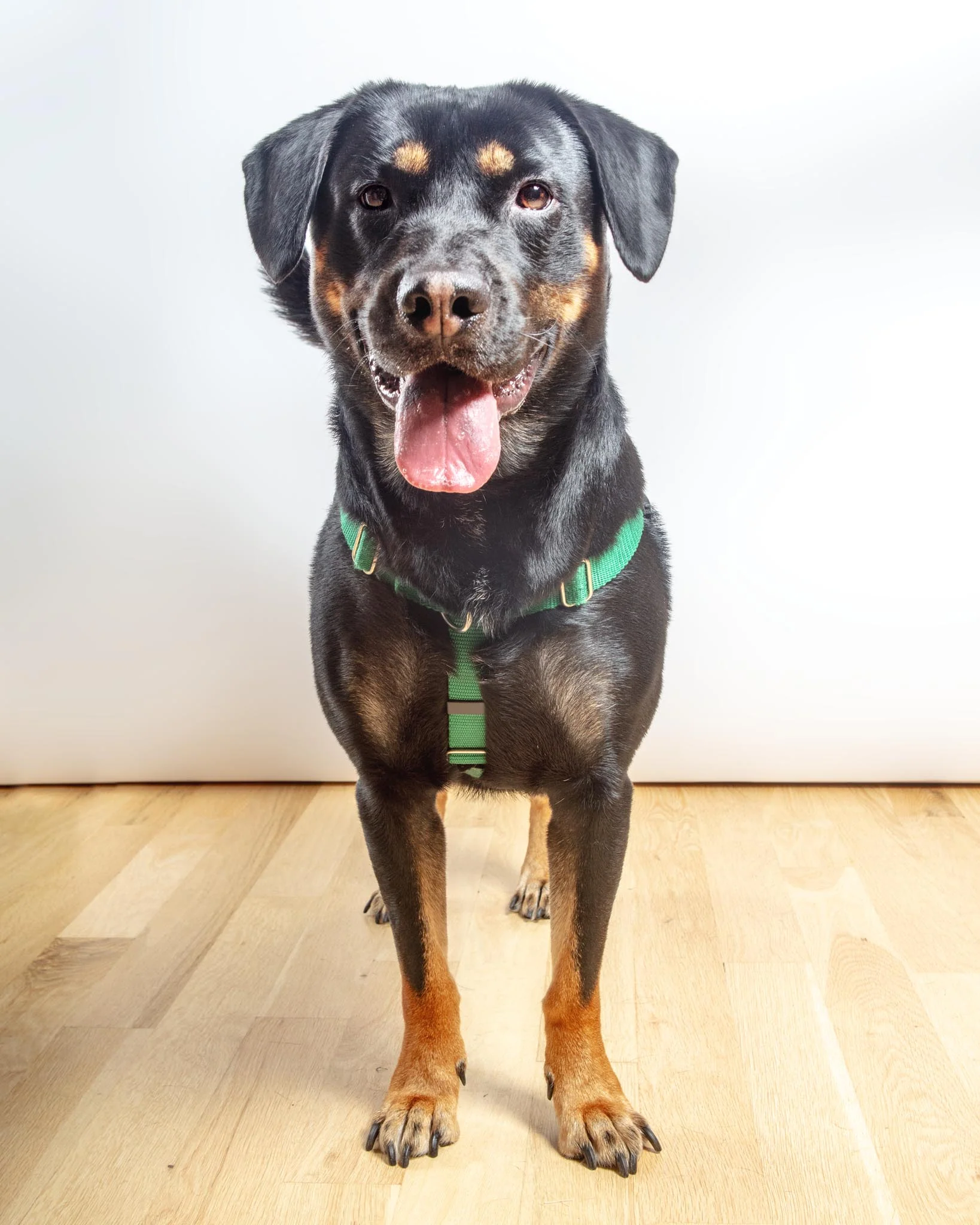 Freedom No-Pull Harness in Kelly Green (Made in the USA) (FINAL SALE) - Image 4