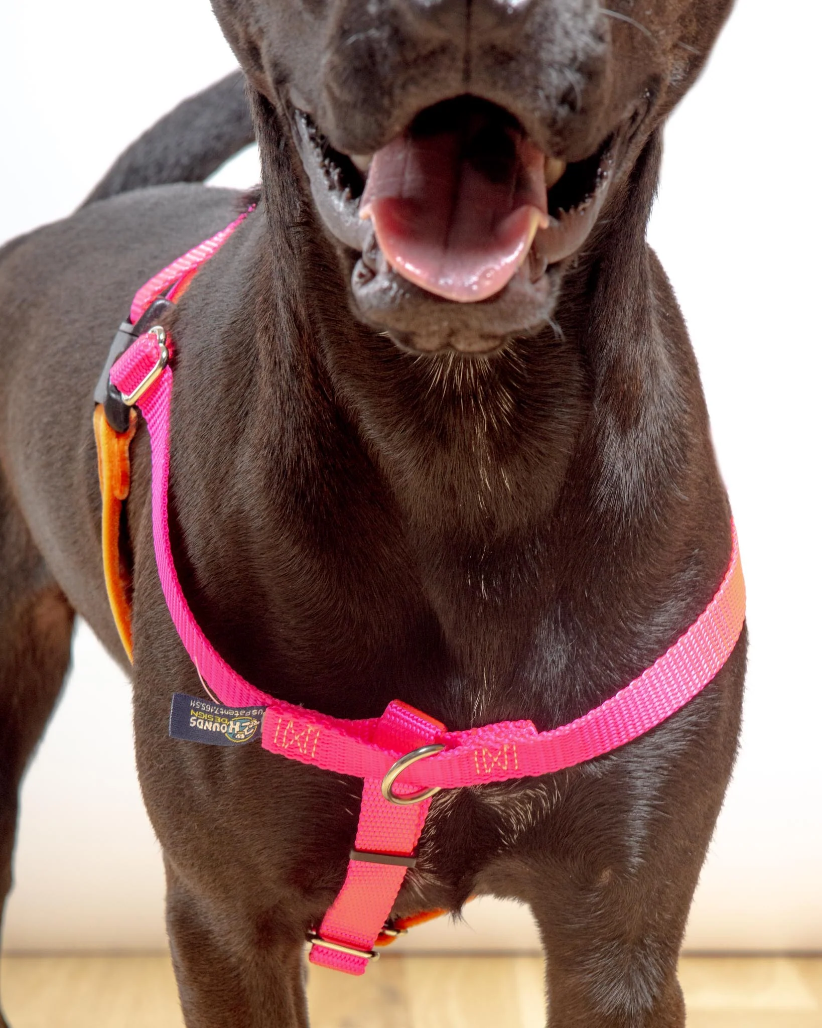 Freedom No-Pull Harness in Neon Pink & Orange (Made in the USA) - Image 6