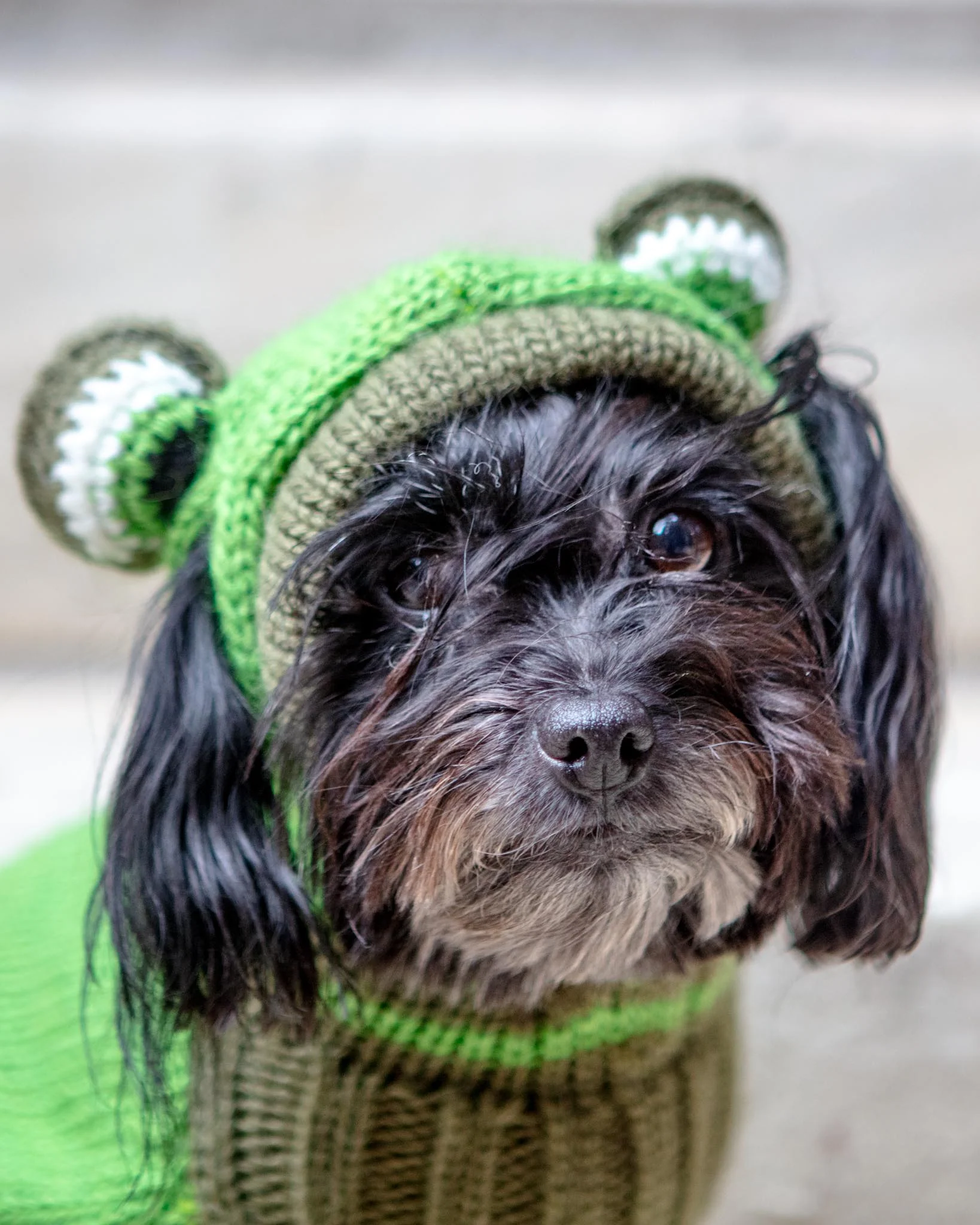 Froggy Doggy Handknit Dog Sweater w/ Hood - Image 2