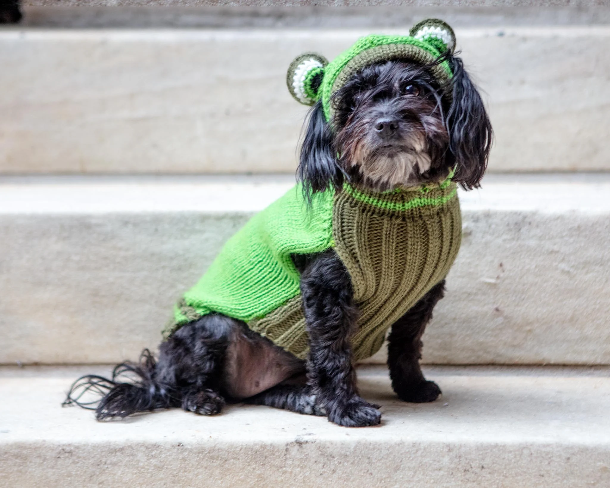 Froggy Doggy Handknit Dog Sweater w/ Hood - Image 3