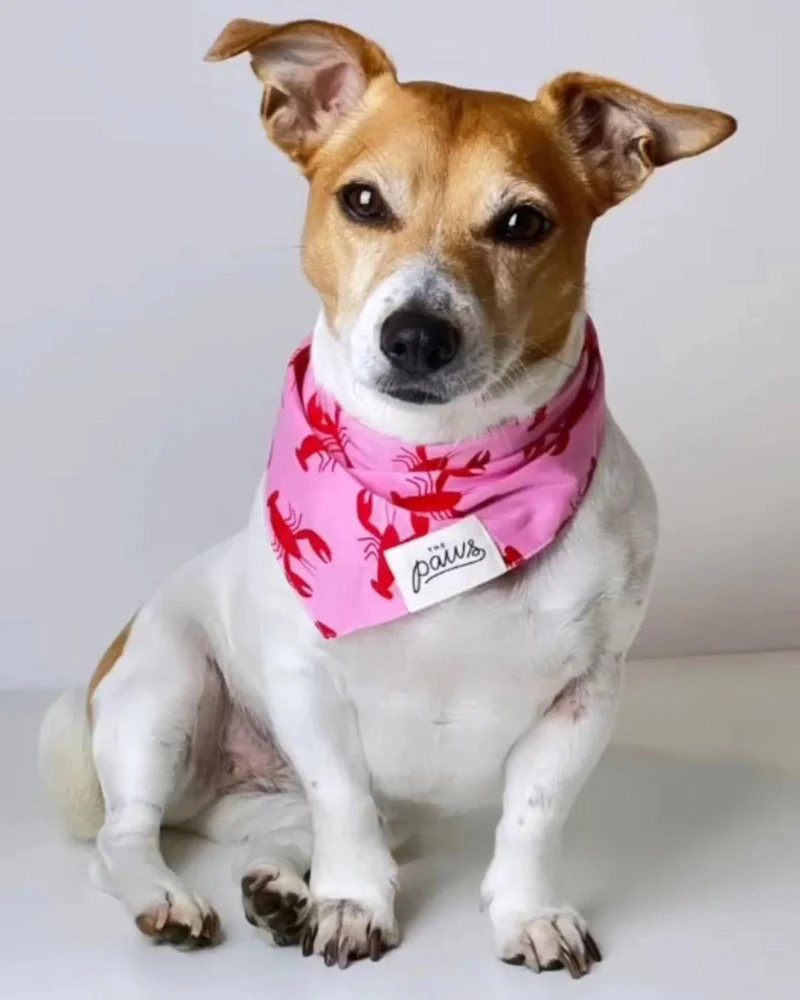 Frye Island Lobster Dog Bandana (FINAL SALE) - Image 2