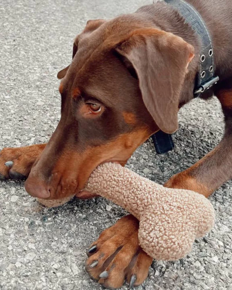 Funny Bone Fleece Squeaky Dog Toy (Made in the USA) - Image 4