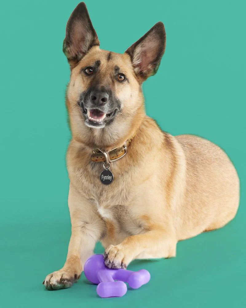 Funnybone Silicone Dog Toy (FINAL SALE) - Image 4