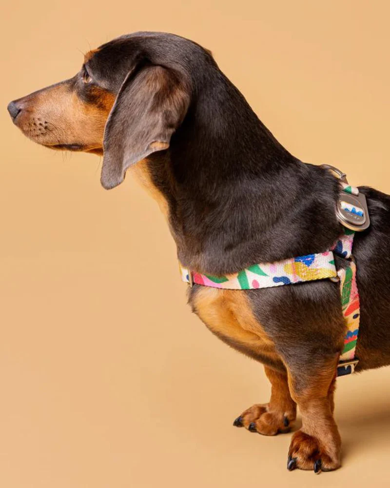 Gaston Step-In Dog Harness (CLEARANCE) - Image 3