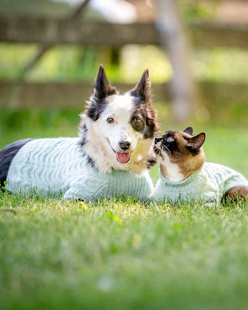 Fuzzy Knit Dog Turtleneck Sweater in Soft Mint (FINAL SALE) - Image 4