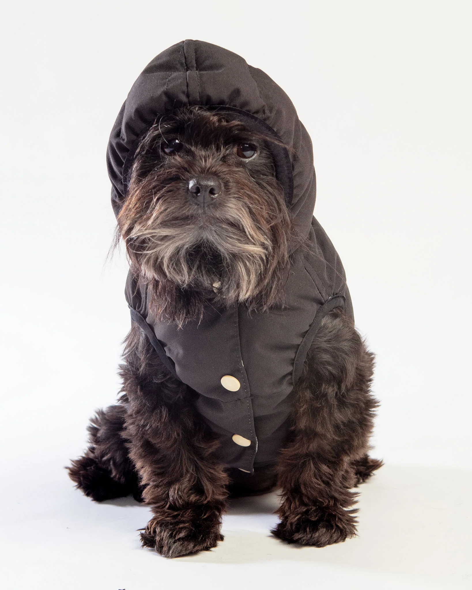 Black Aspen Puffer Dog Jacket  << FINAL SALE >> - Image 11