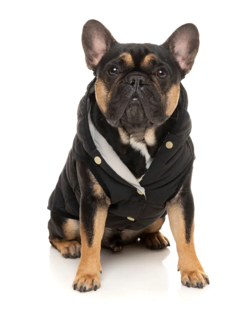 Black Aspen Puffer Dog Jacket  << FINAL SALE >> - Image 6
