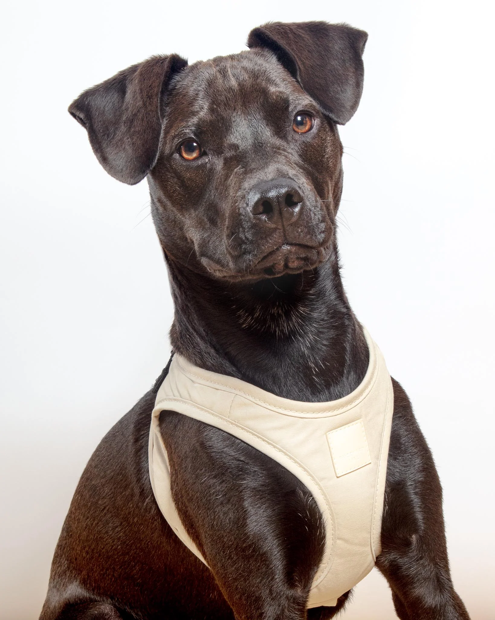 Soft Fabric Step-In Dog Harness in Sandstone