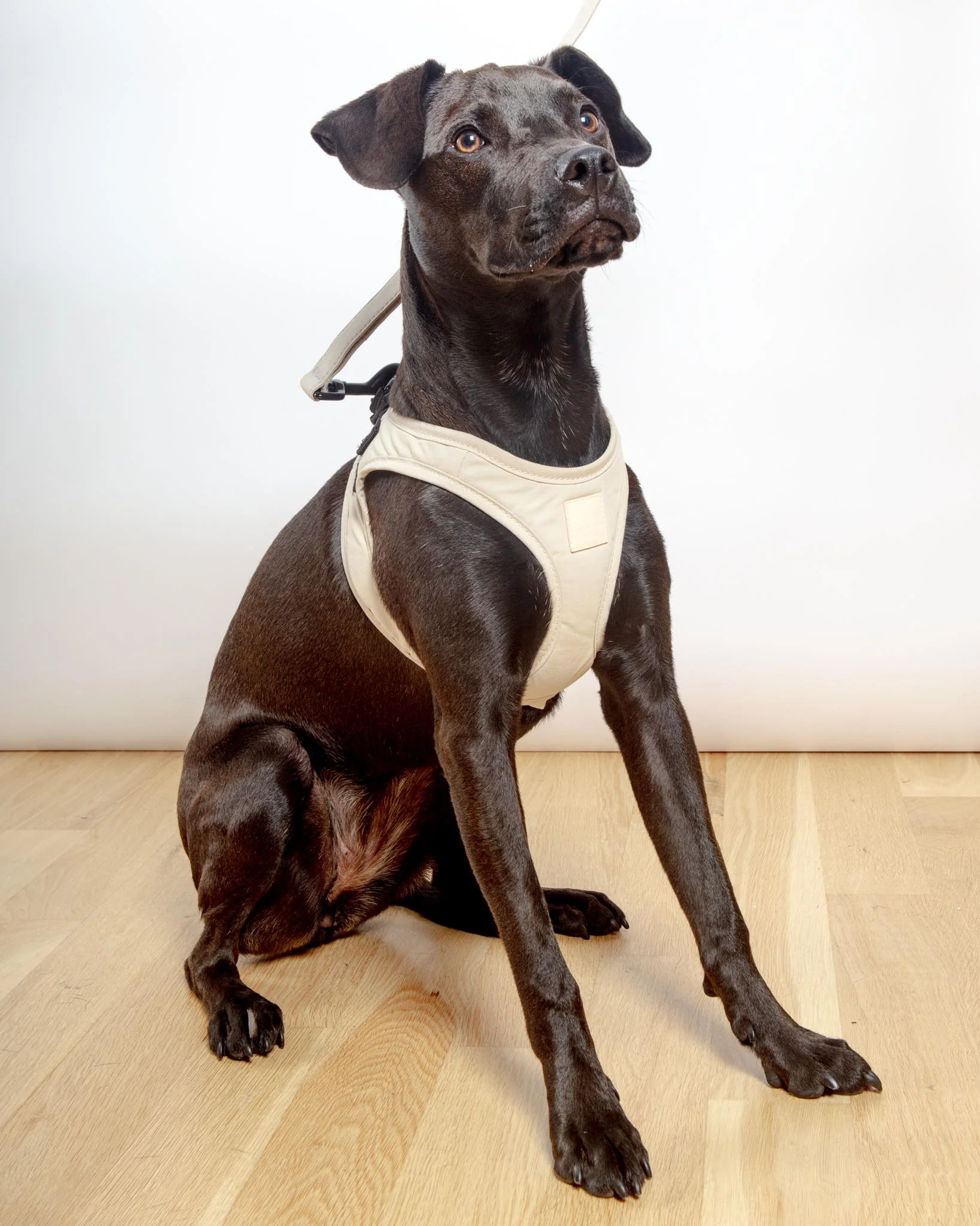 Soft Fabric Step-In Dog Harness in Sandstone - Image 4