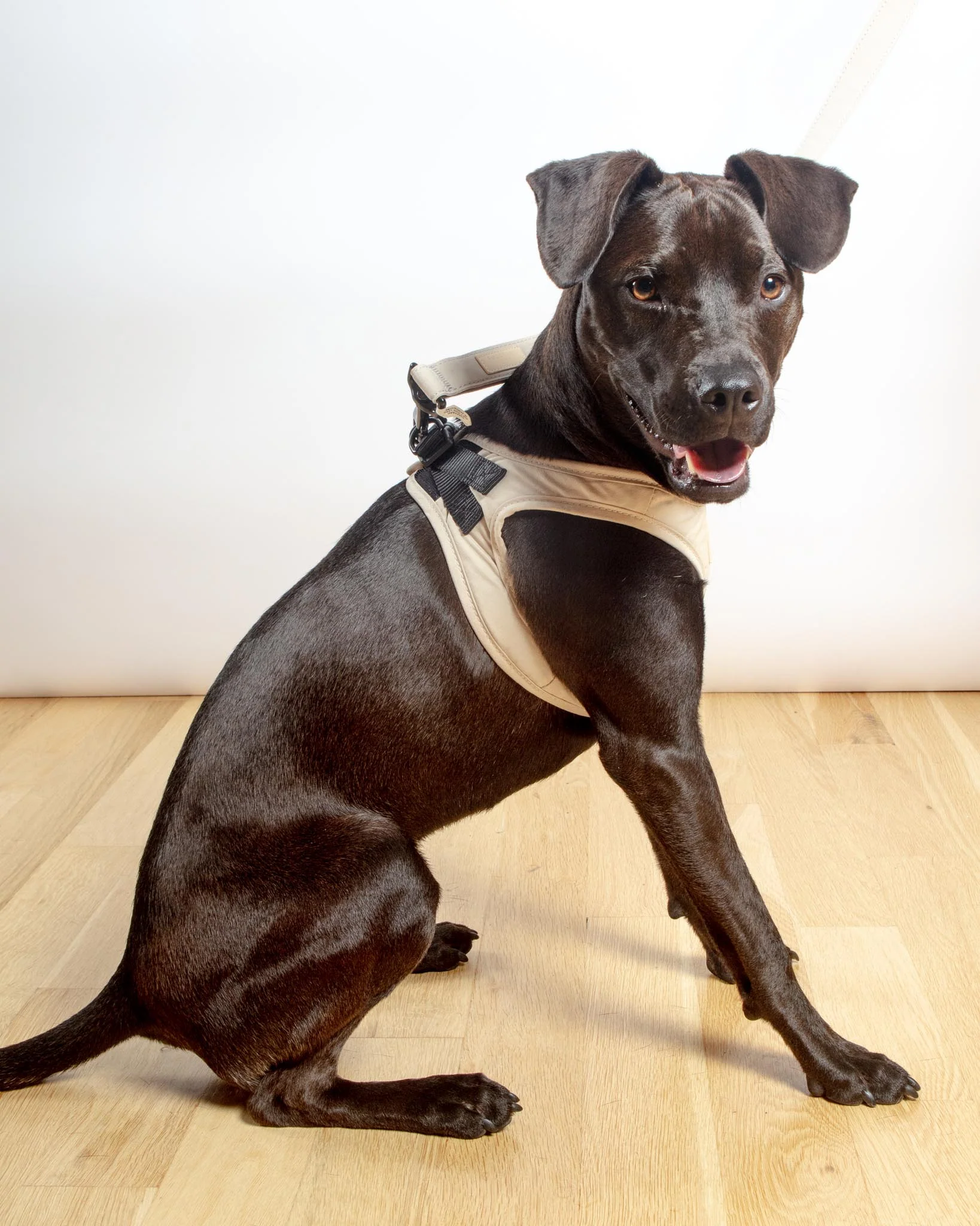 Soft Fabric Step-In Dog Harness in Sandstone - Image 5
