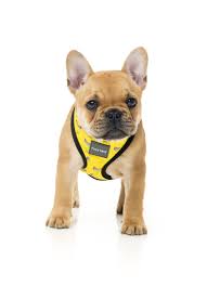 FUZZYARD | Monkey Mania Harness - Image 4