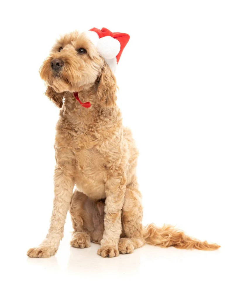 Santa Paws Adjustable Hat - Image 2