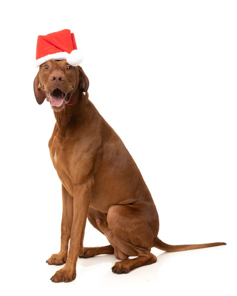 Santa Paws Adjustable Hat - Image 3