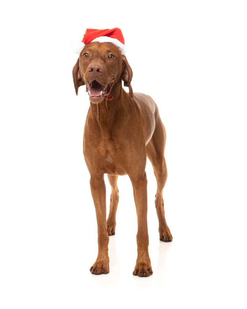 Santa Paws Adjustable Hat - Image 4
