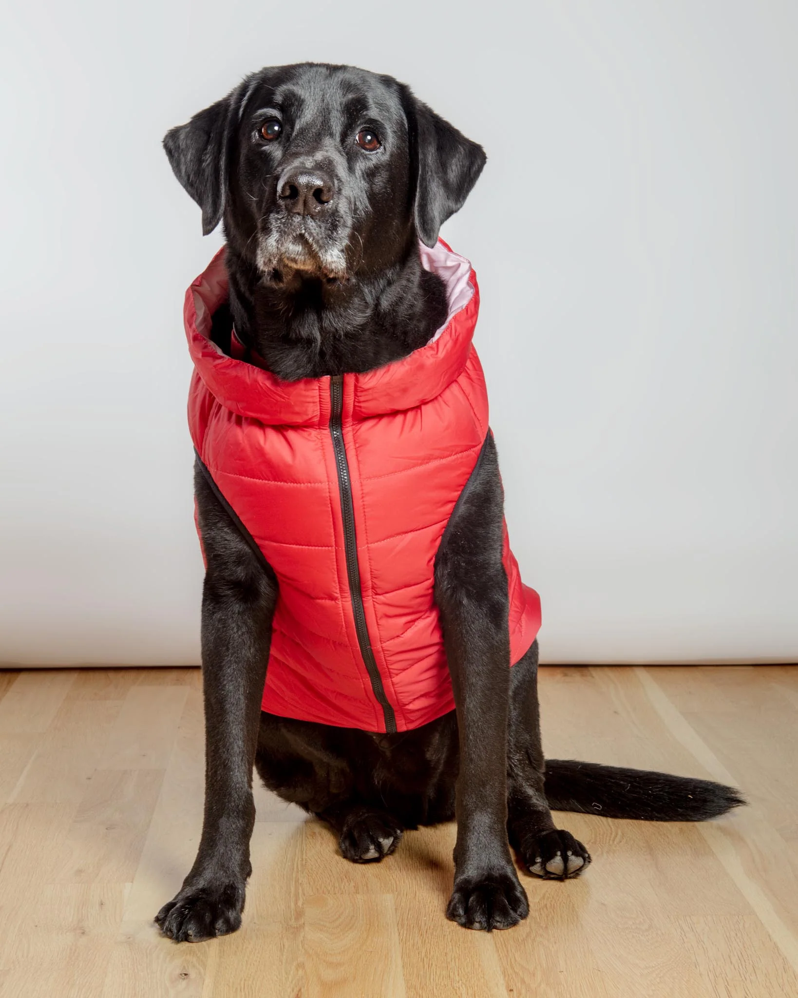 Reversible AiryVest in Strawberry + Blush (DOG & CO. Exclusive) (FINAL SALE) - Image 3