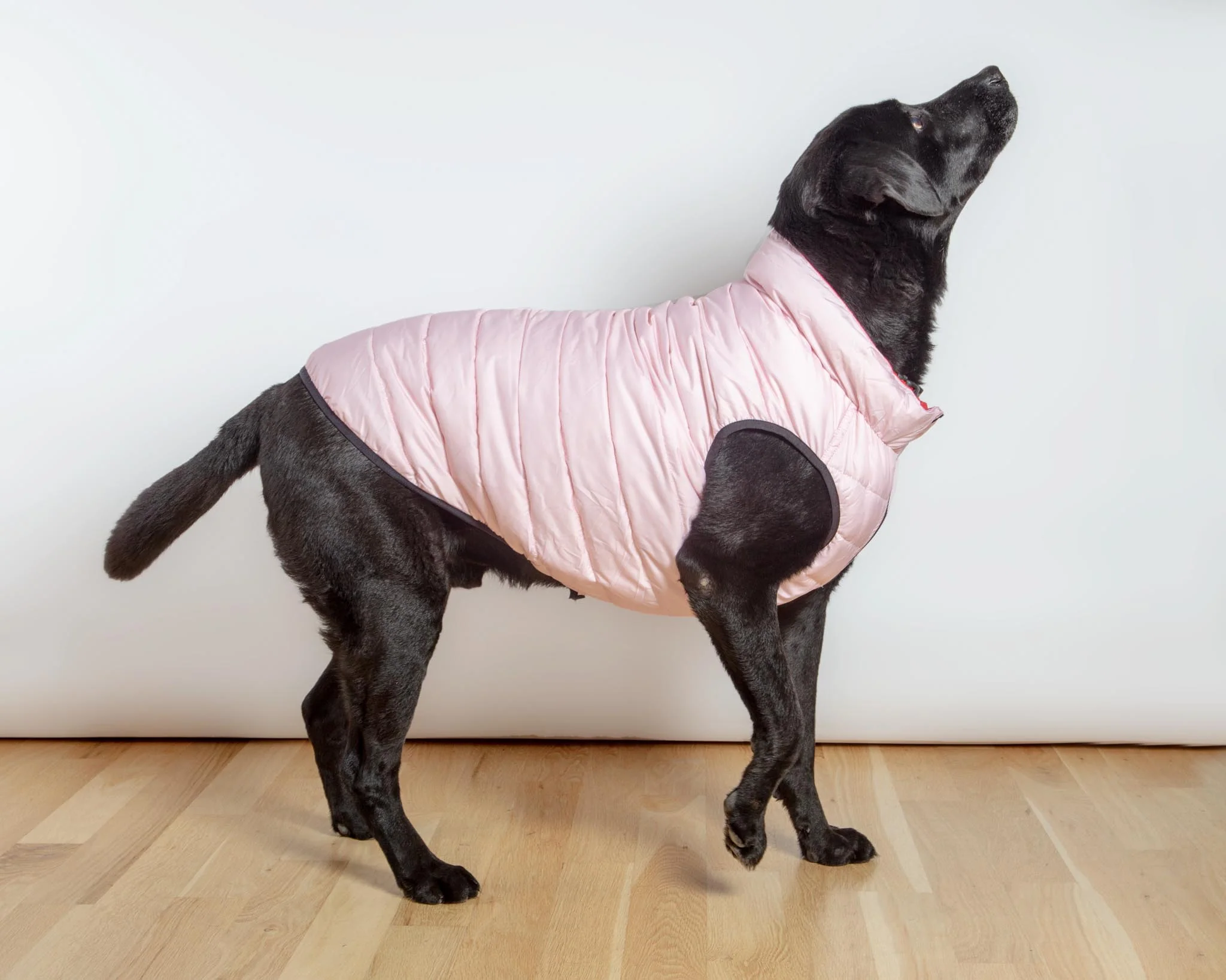 Reversible AiryVest in Strawberry + Blush (DOG & CO. Exclusive) (FINAL SALE) - Image 4