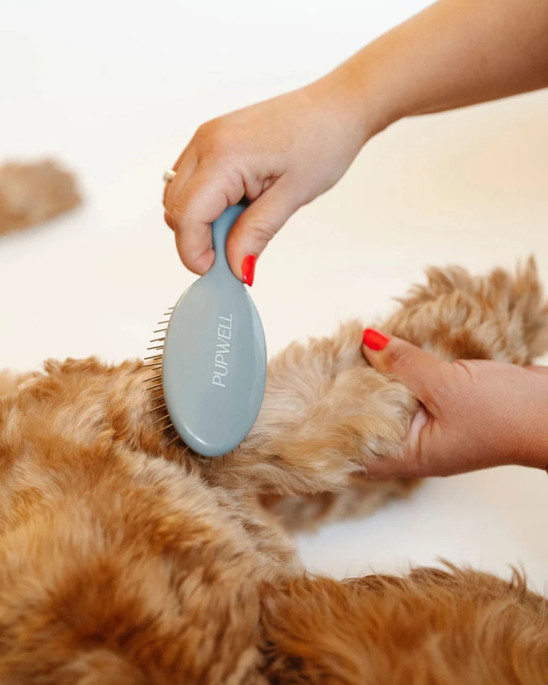 Gentle Detangling Dog Brush - Image 4