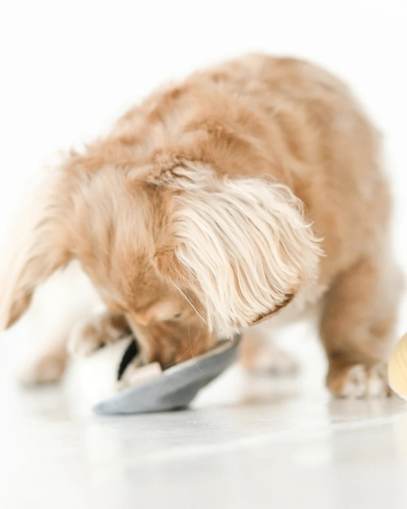 Gillardeau Oyster Dog Plush Toy - Image 2