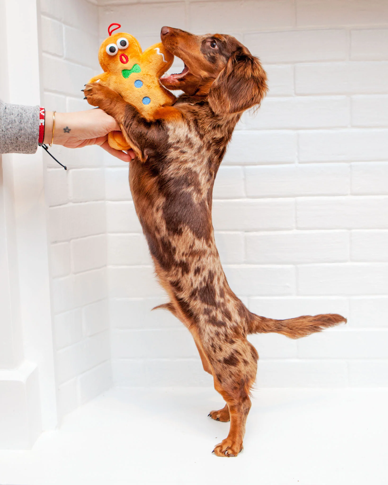 Ginger Snapped Howliday Plush Dog Toy - Image 2