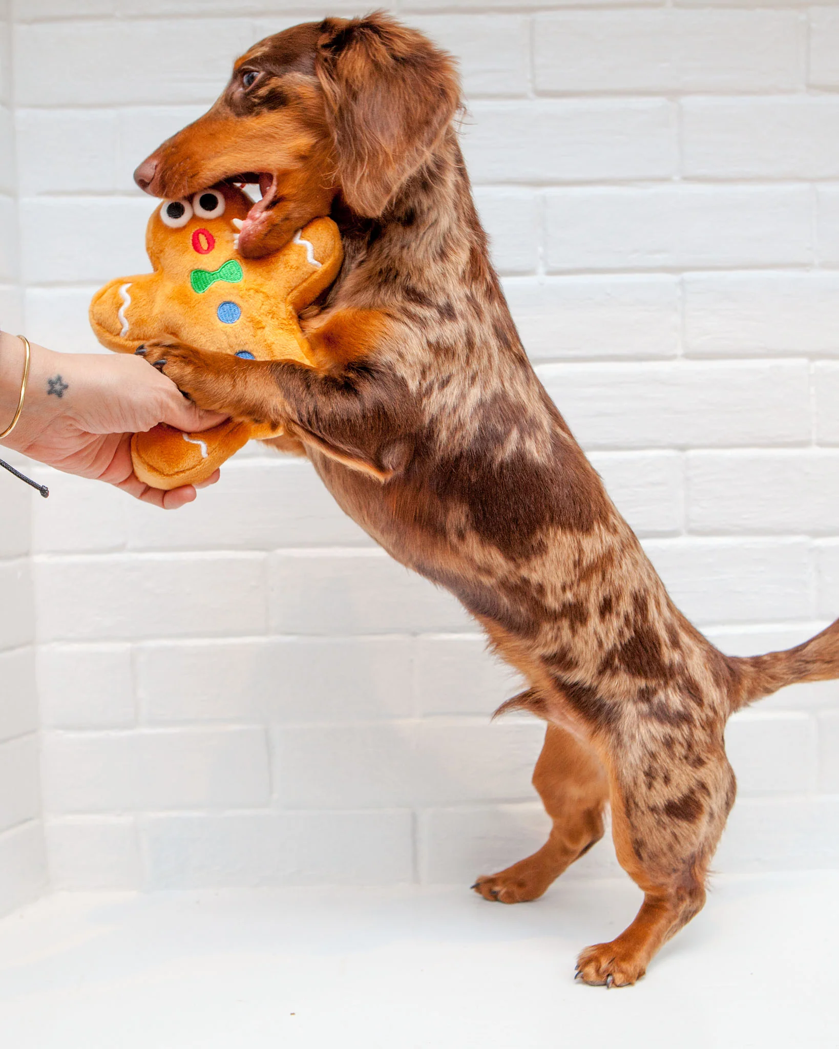 Ginger Snapped Howliday Plush Dog Toy - Image 5