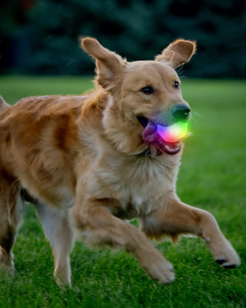 GlowStreak® Disco LED Dog Ball Toy - Image 2