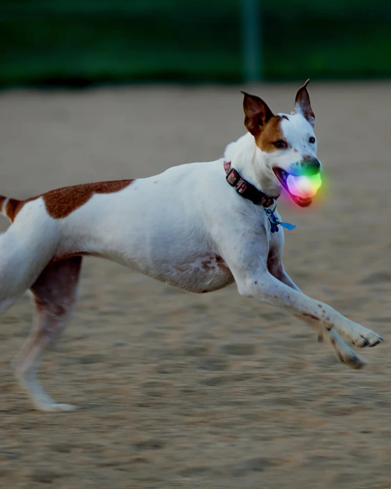 GlowStreak® Disco LED Dog Ball Toy - Image 5