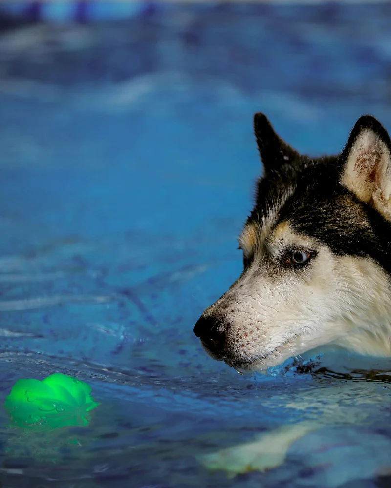 GlowStreak® Disco LED Dog Ball Toy - Image 7