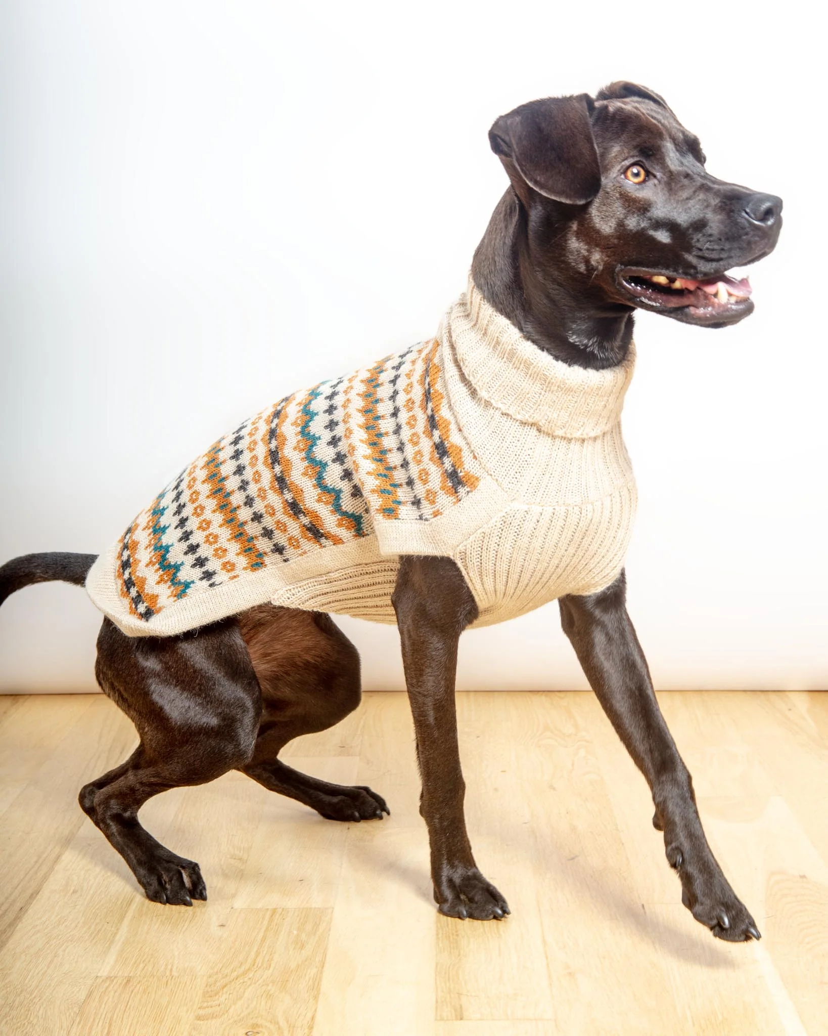 Golden Dreams Alpaca Dog Sweater (FINAL SALE) - Image 5
