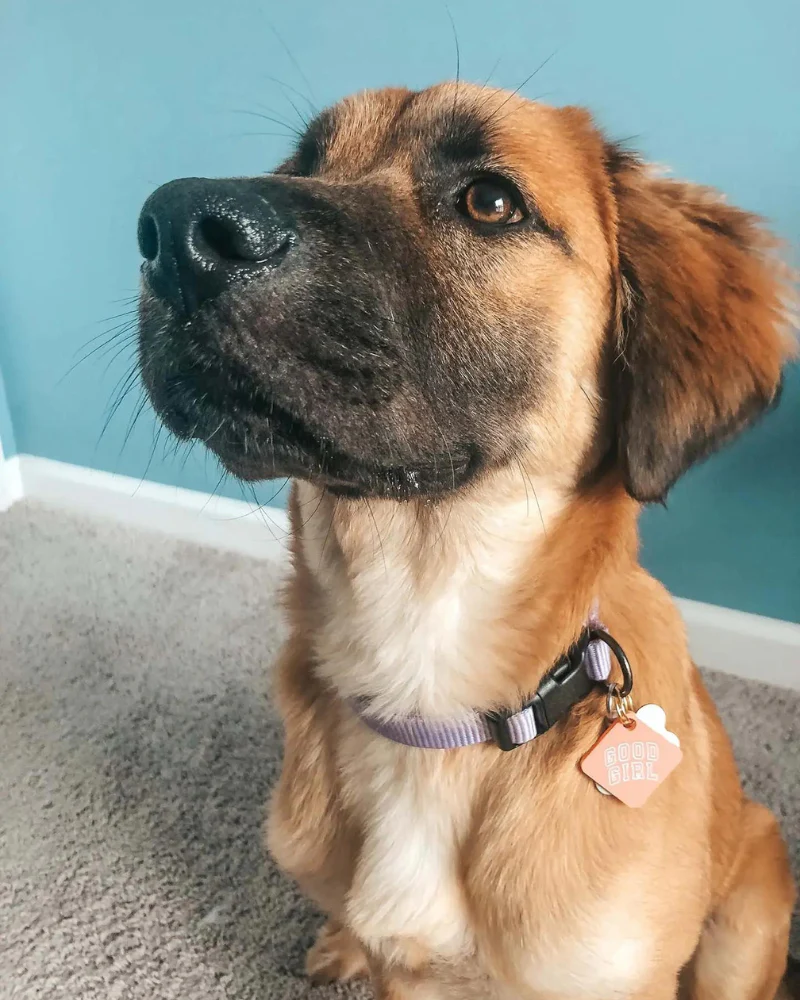 Good Girl Acrylic Pet Tag - Image 2