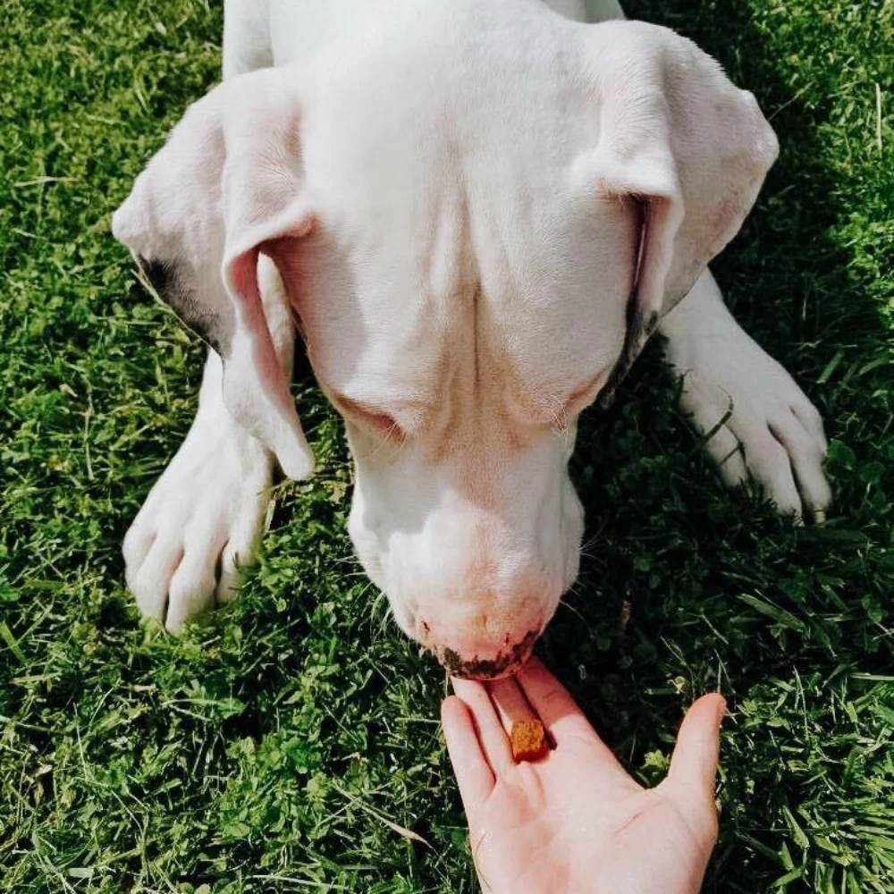 Daily Calming Bites for Dogs - Image 5