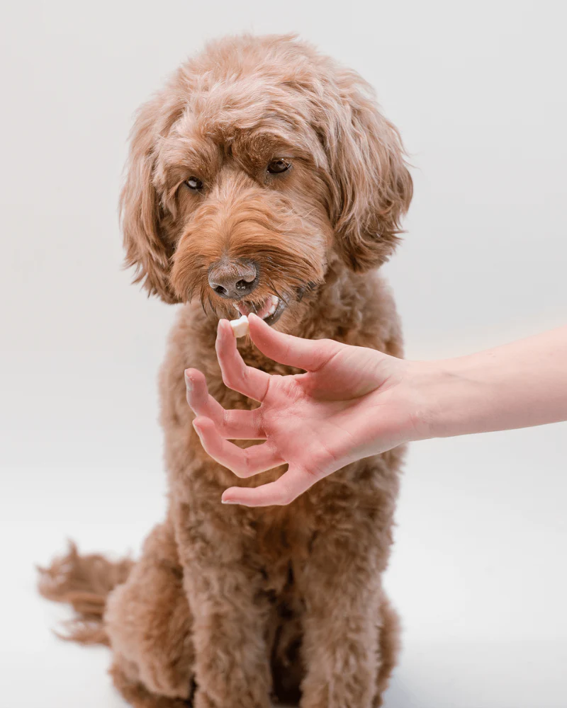 Gouda Cheese Crunchies Training Dog Treats - Image 6
