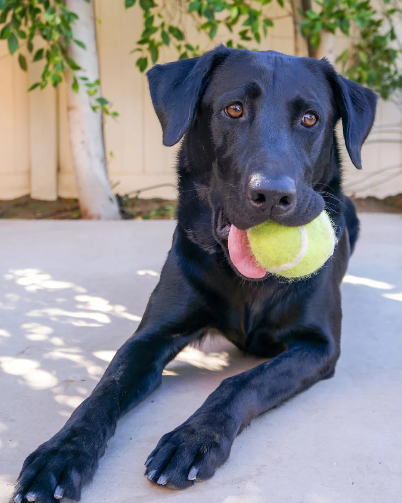 Green Tennis Ball Wool Dog Ball - Image 5