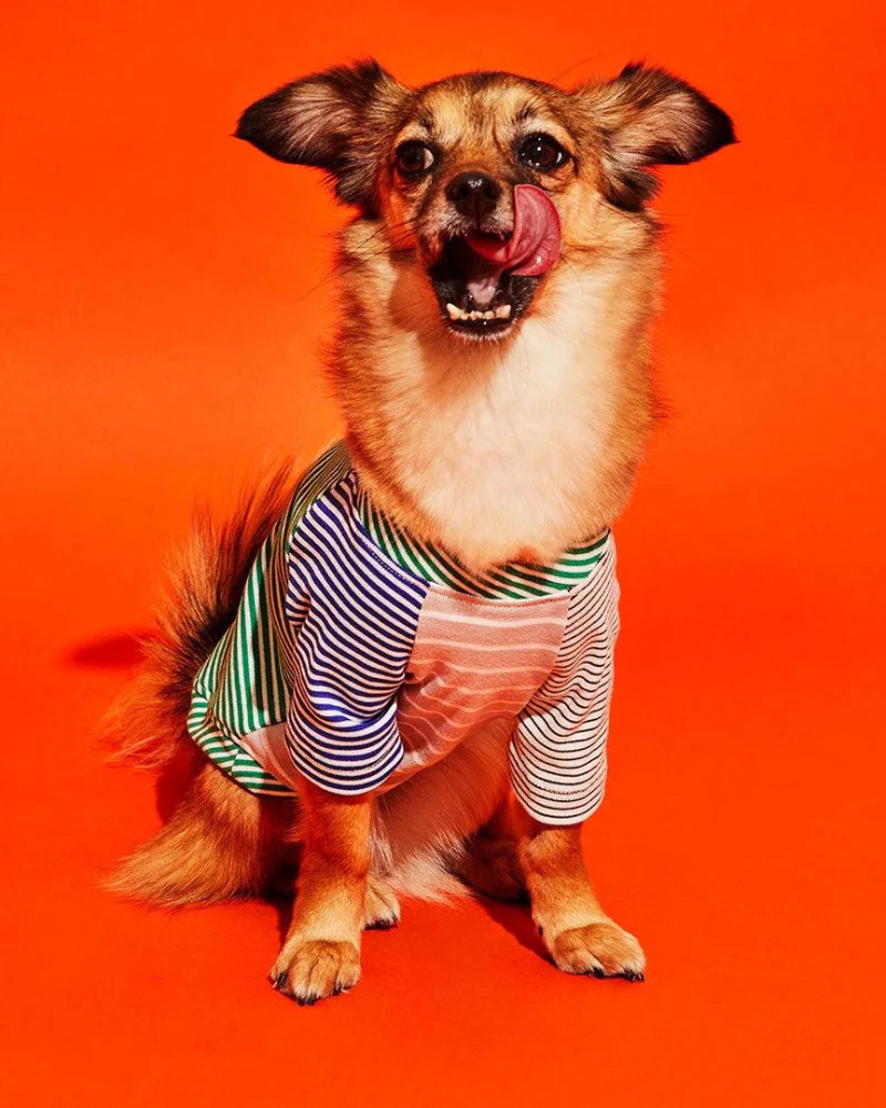 Green & White Striped Dog T-Shirt (Made in the USA) - Image 4