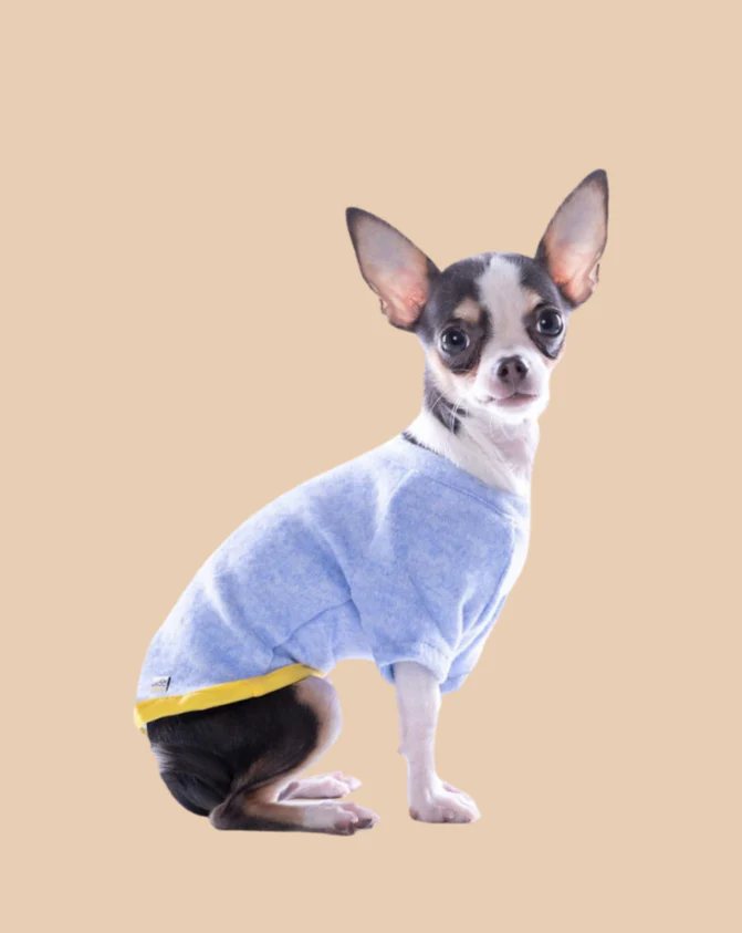 Lightweight Dog T-Shirt in Blue w/ Yellow Trim (Made in Spain) (FINAL SALE)