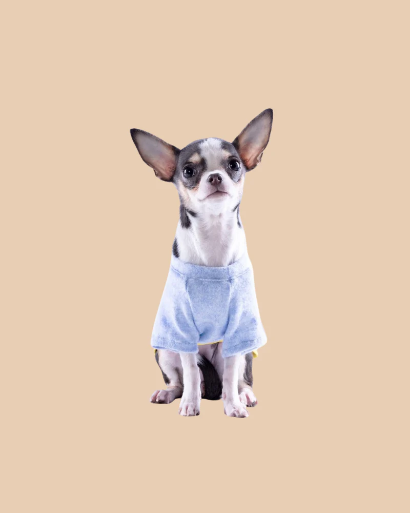 Lightweight Dog T-Shirt in Blue w/ Yellow Trim (Made in Spain) (FINAL SALE) - Image 3