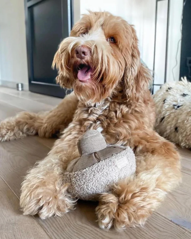 GUU Mushroom Nosework Interactive Toy for Dogs & Cats - Image 9
