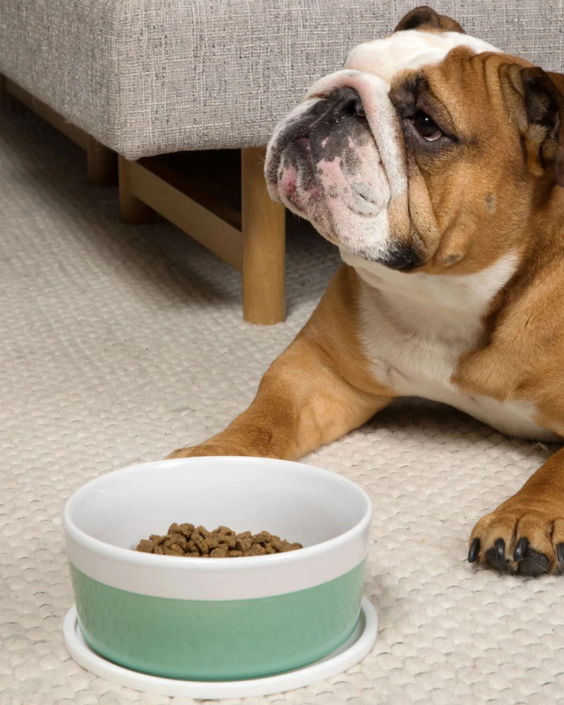 Habit Circle Dog Placemat (Set of 2) - Image 2