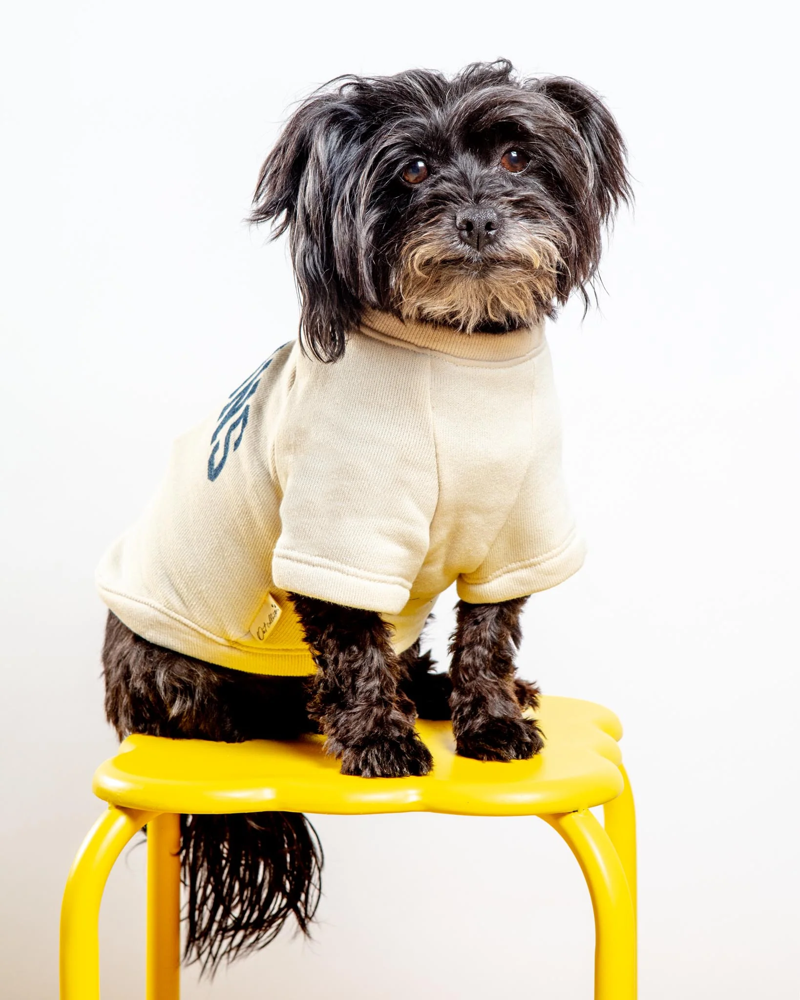 Hamptons Dog Sweatshirt in Oat - Image 3