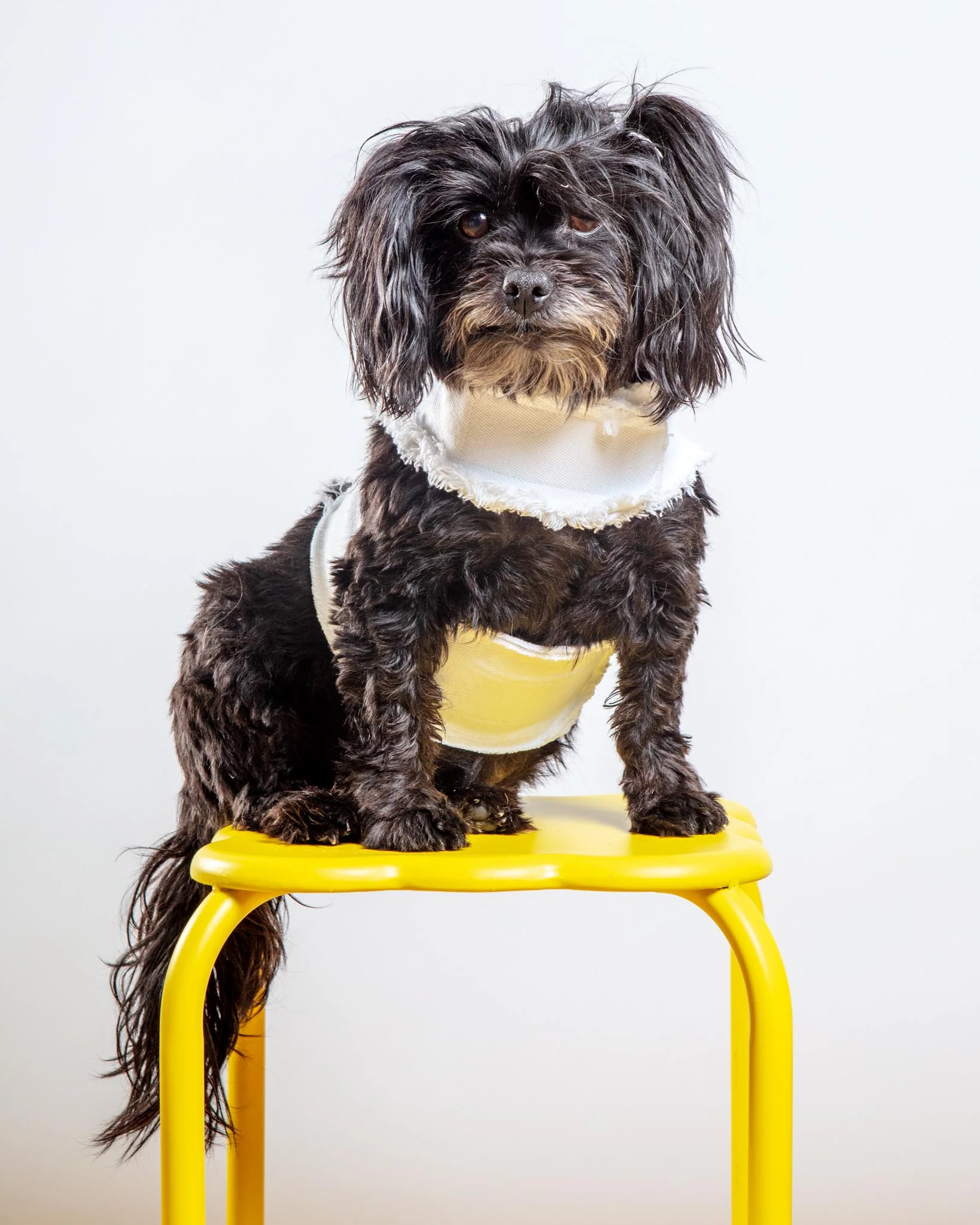 Hamptons Denim Dog Harness (Made in the USA) (Dog & Co. Exclusive) - Image 3