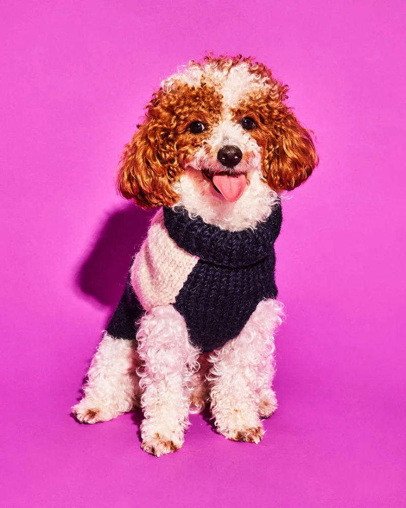 Hand Knit Checkered Wool Dog Sweater (Navy & White) (FINAL SALE) - Image 2