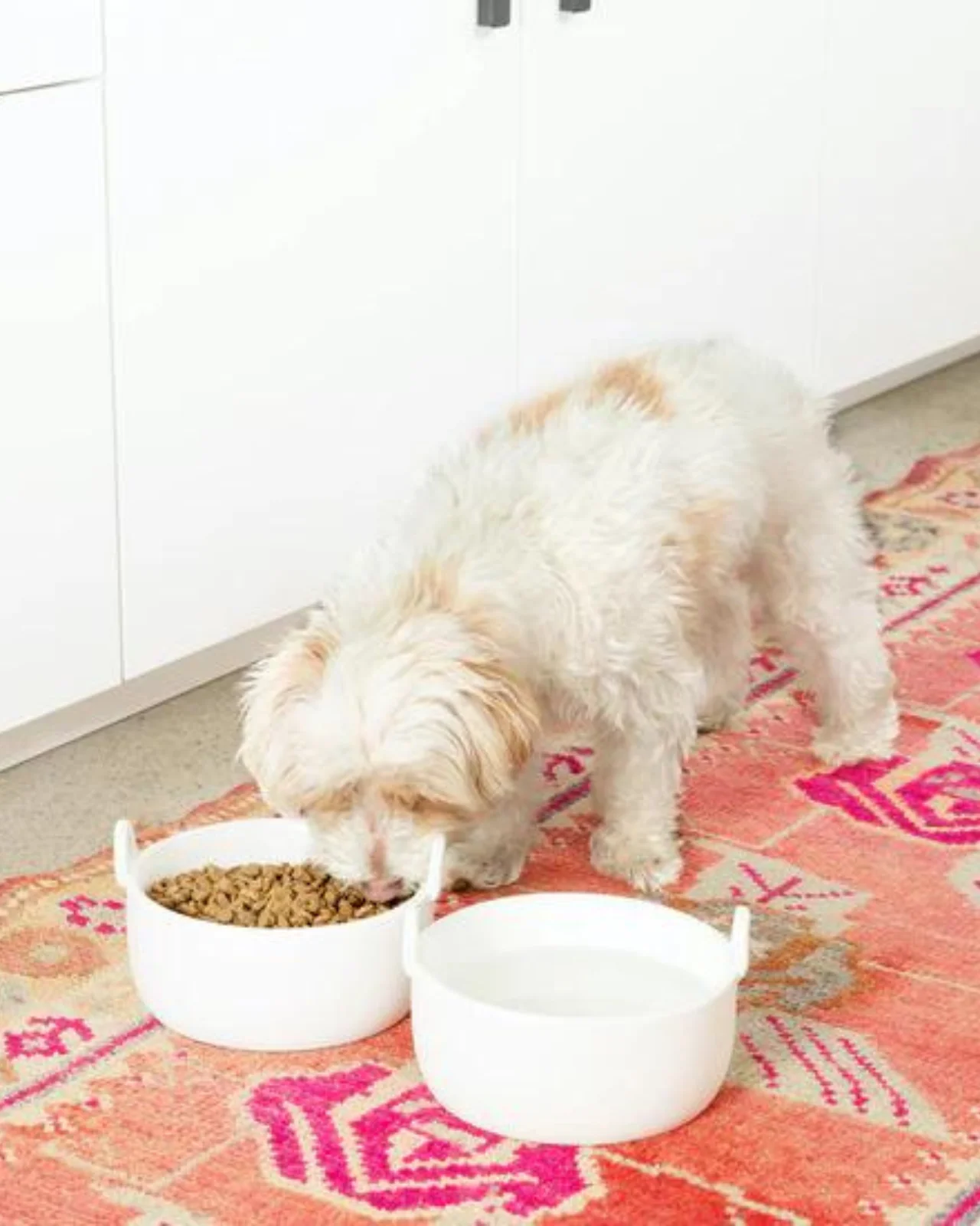 Handle It Ceramic Dog Bowl in White (FINAL SALE) - Image 2