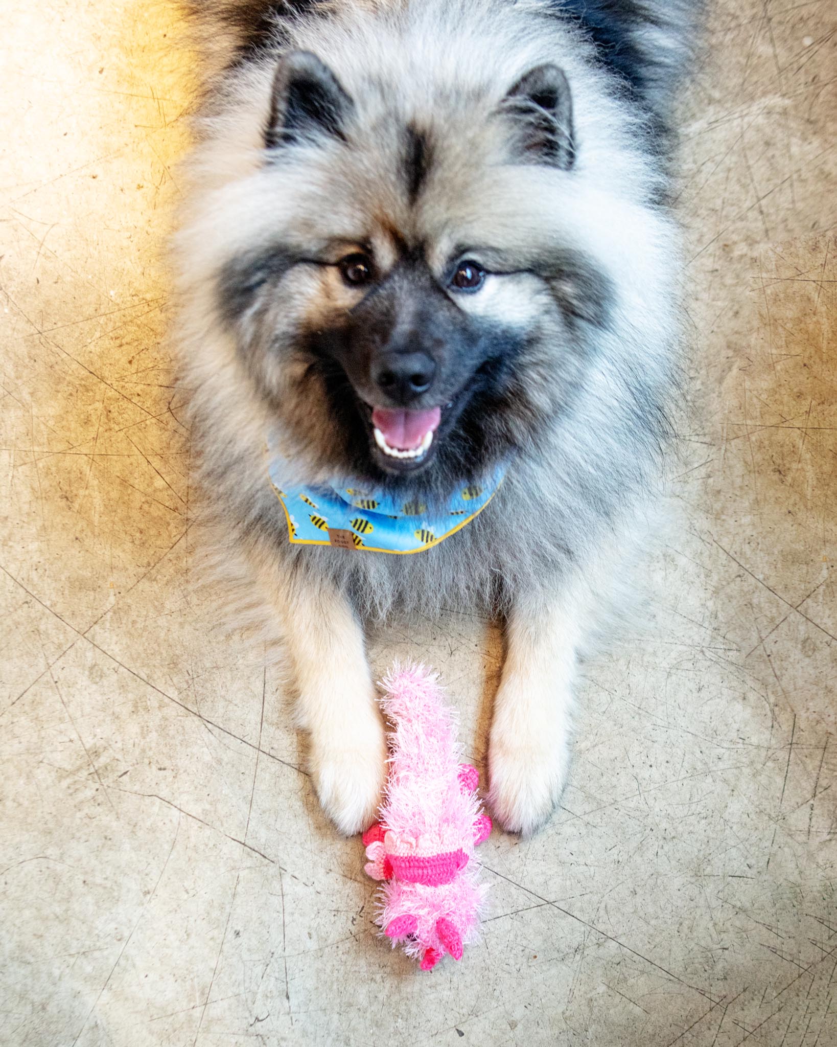 Handmade Dinosaur Squeaky Dog Toy - Image 3
