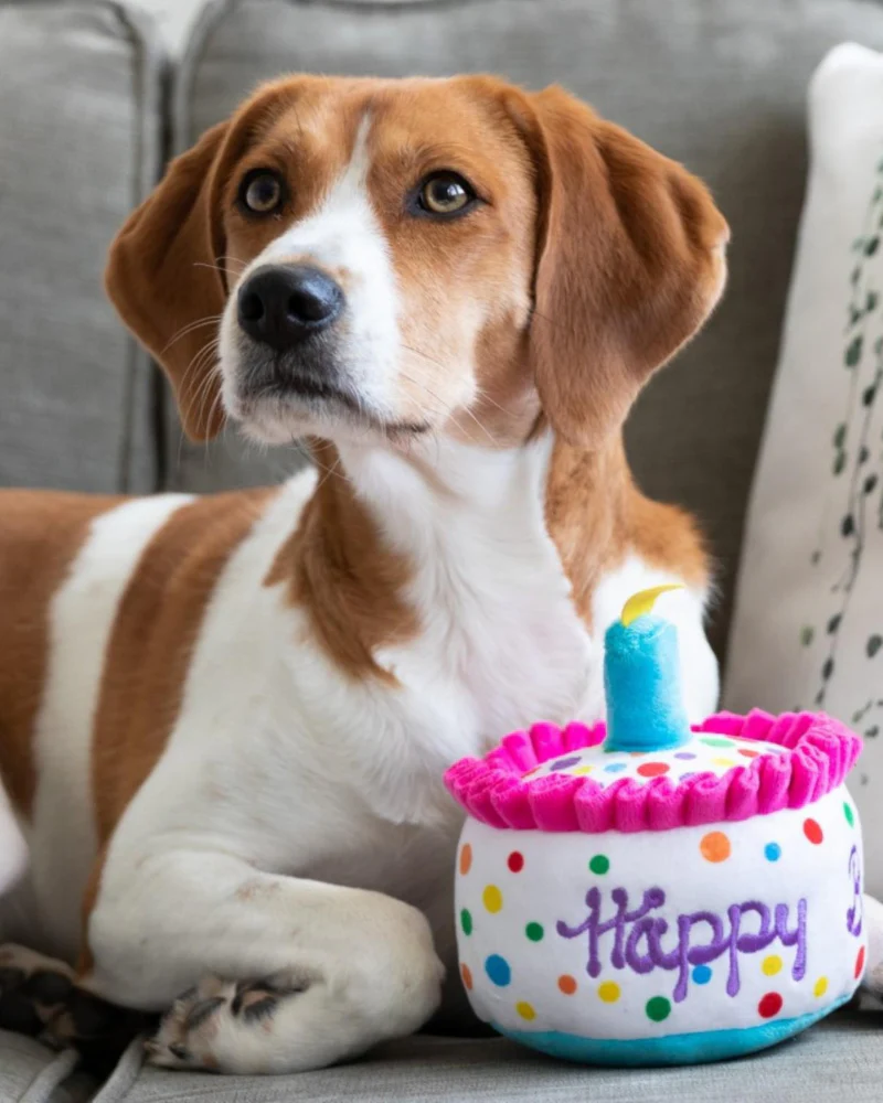 Happy Barkday Plush Squeaky Dog Toy - Image 4