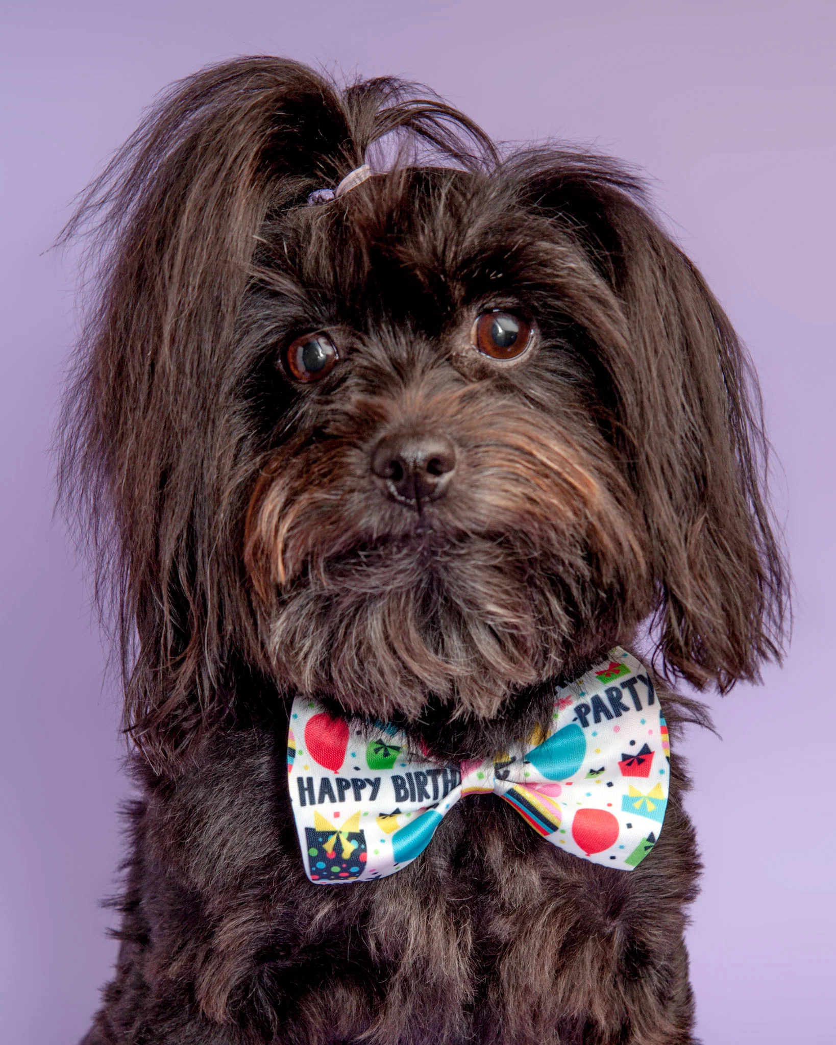 Happy Birthday Bow Tie for Dogs & Cats - Image 2