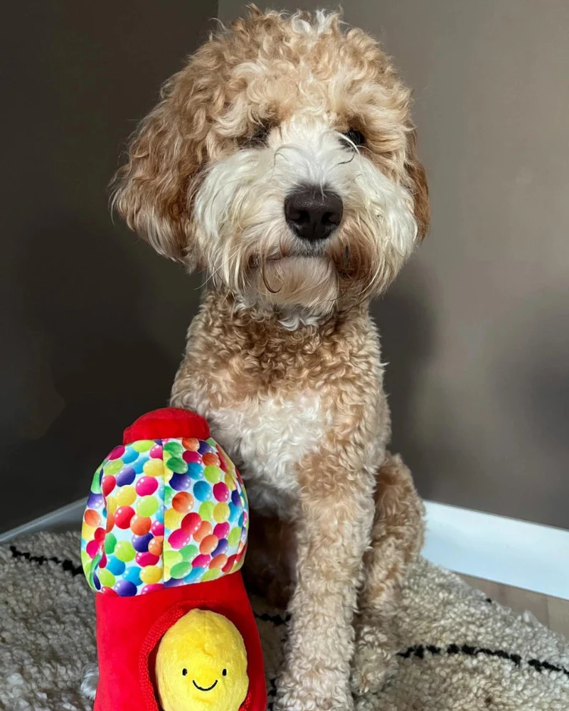 Happy Gumballs Snuffle Dog Toy (FINAL SALE) - Image 2